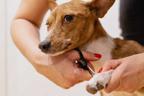 Come scegliere i migliori prodotti per la toelettatura degli animali domestici